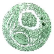 Chlorella merilevää käytetään immuunipuolustuksen parantamiseen chlorella merileva klorofylli