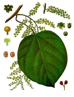 Cocculus itsehoito homeopatia